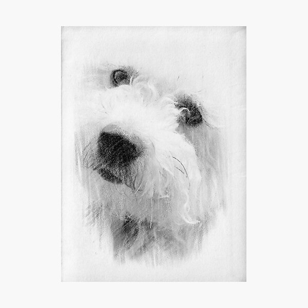 Please pet me...Little Lily © Photographic Print