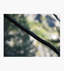 Diagonal Photographic Print