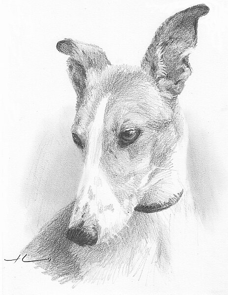 "Greyhound Drawing" by Mike Theuer | Redbubble