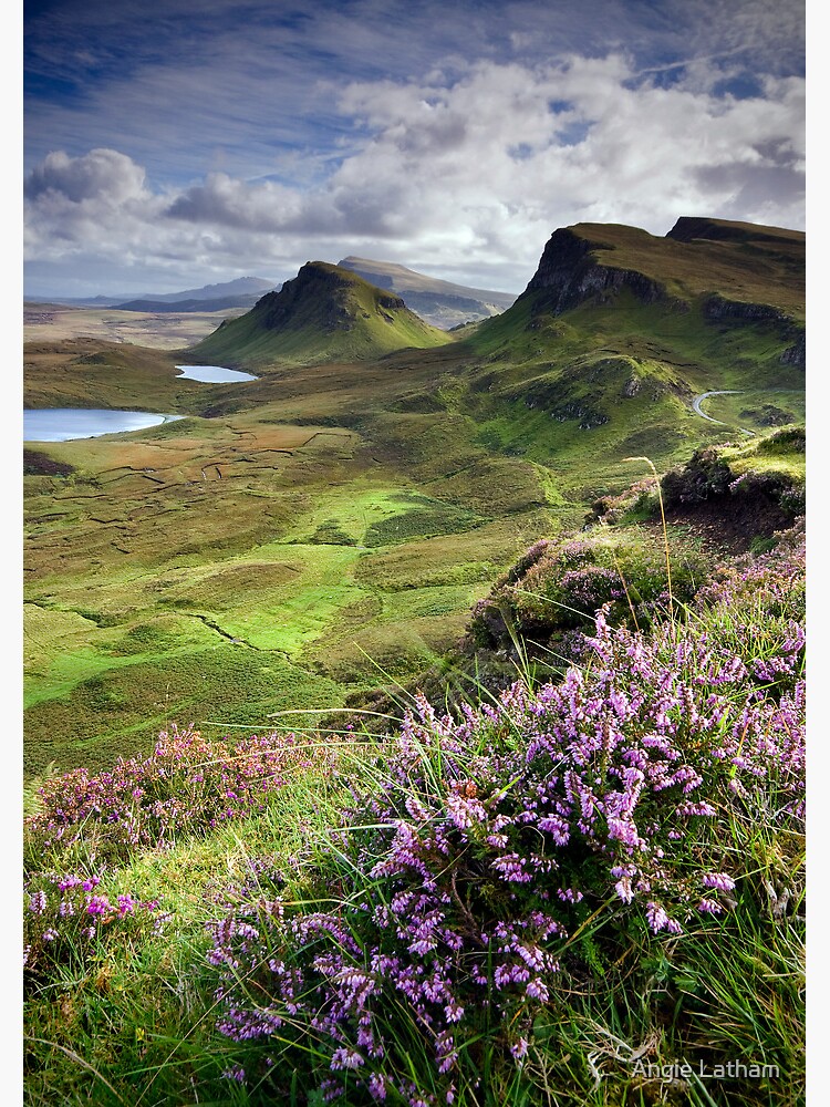 Scotland: My Bonny Heather by AngelaBarnett