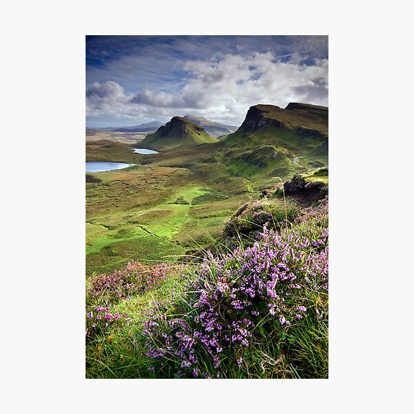 Scotland: My Bonny Heather Photographic Print