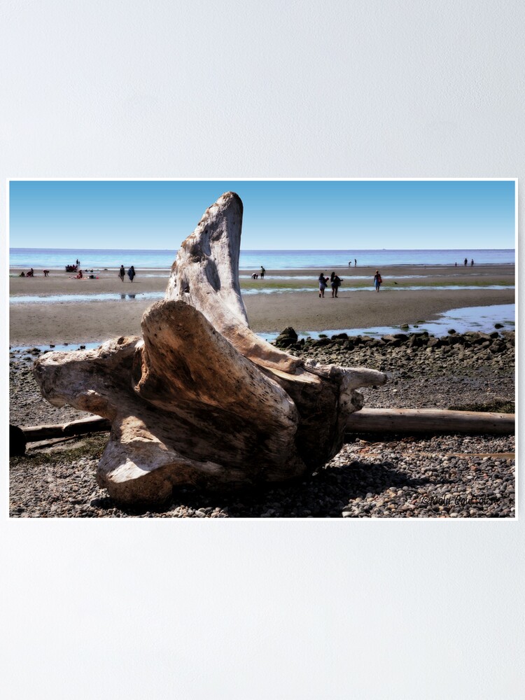 Thumbnail 1 of 3, Poster, Fallen tree on the Beach designed and sold by MaluC.
