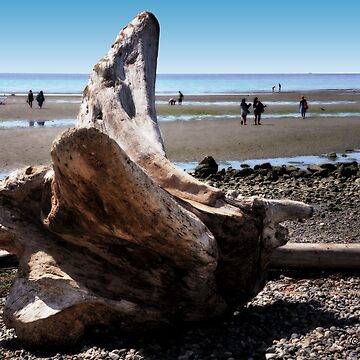 Artwork thumbnail, Fallen tree on the Beach by MaluC