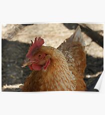 Chook chook chook Poster