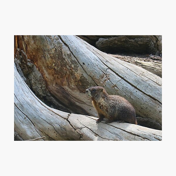 Item preview, Hello Marmot designed and sold by BarbaraWilliams.