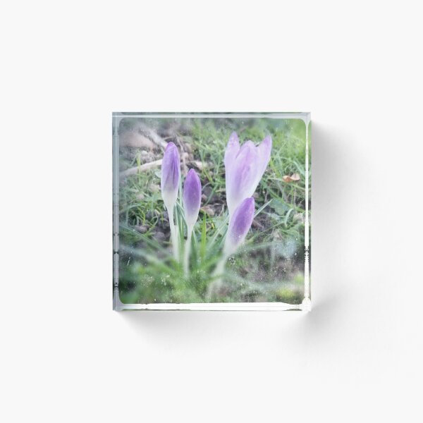 Aperçu de l'œuvre Crocus Focus créée et vendue par Hazel Meades.