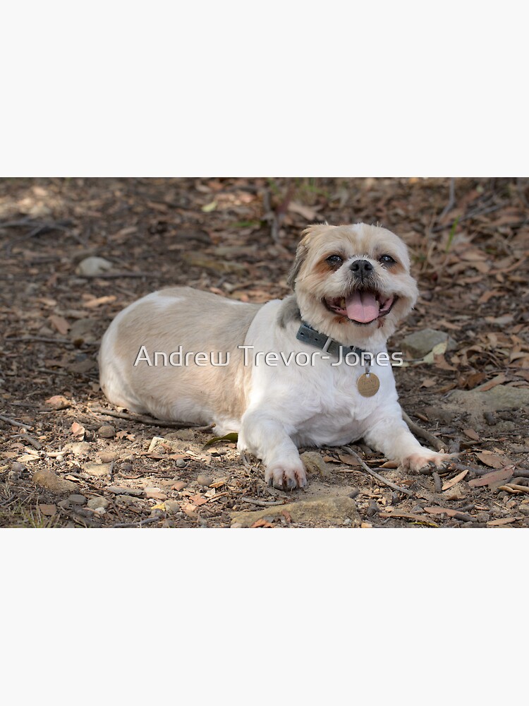 Baldy Harry Tired on a Walk by andrewtj