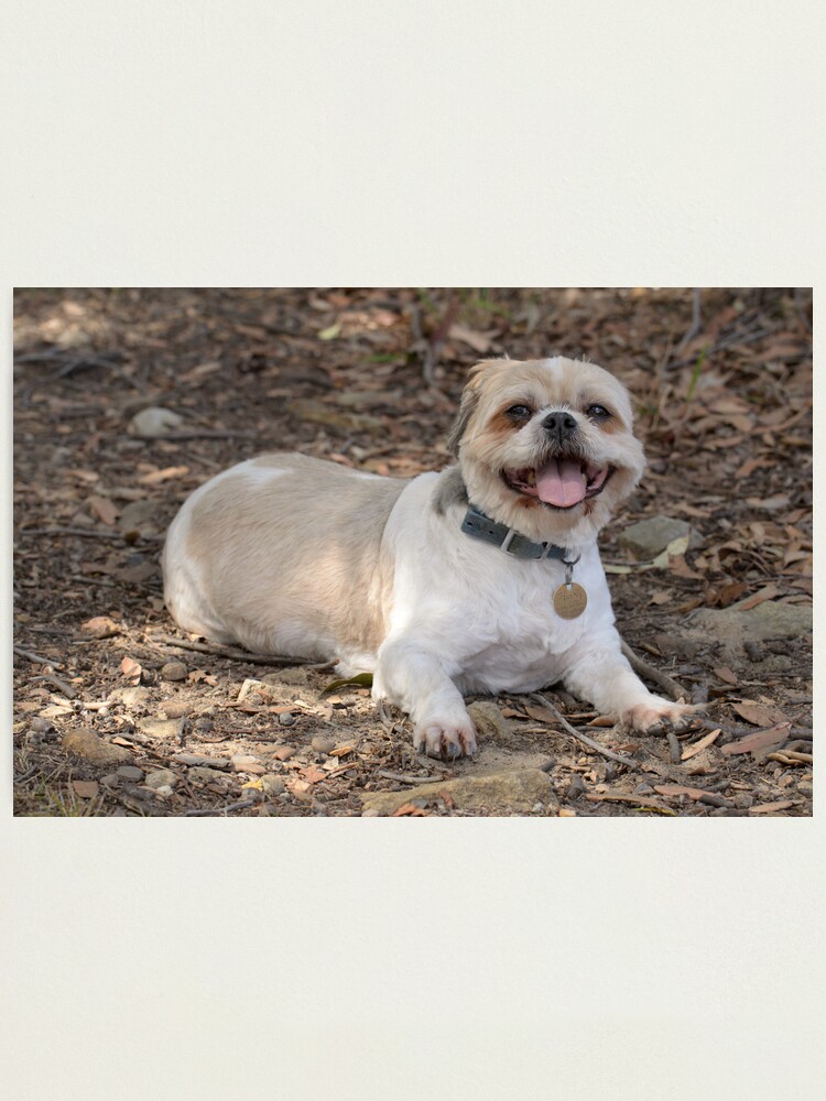Alternate view of Baldy Harry Tired on a Walk Photographic Print