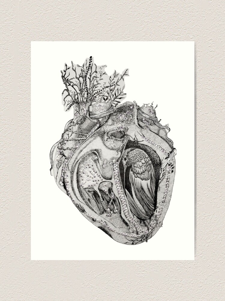 Anatomical heart wall art print