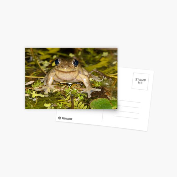 Male Peron's Tree Frog - Litoria peronii Postcard