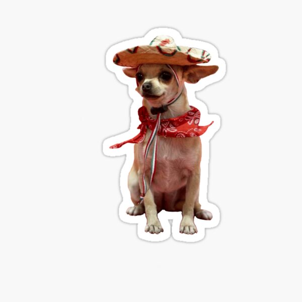 sombrero hat for chihuahua