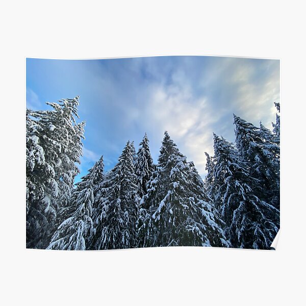 Snow Capped Evergreen Trees Poster