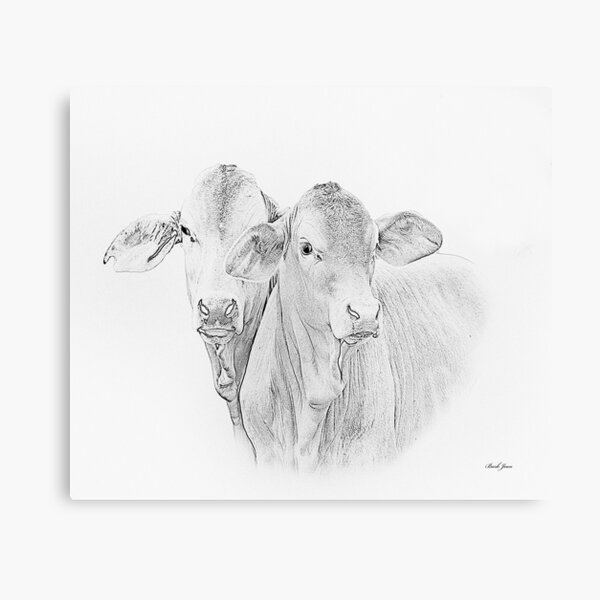 Brahman Calves Canvas Print By Tinpants Redbubble