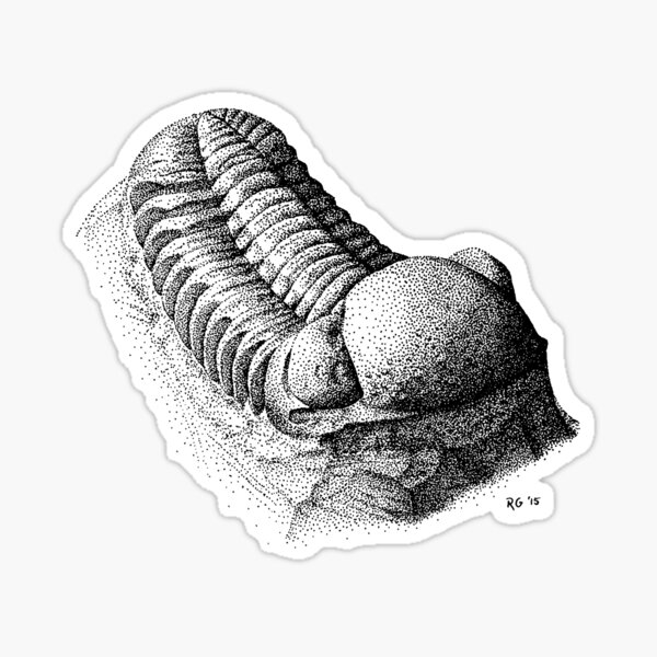 Phacops Trilobite Sticker