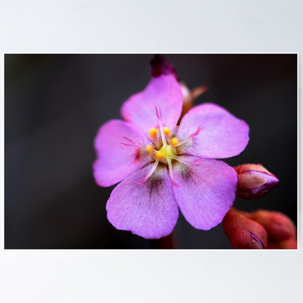 Item preview, Drosera spatulata  designed and sold by andrachne.