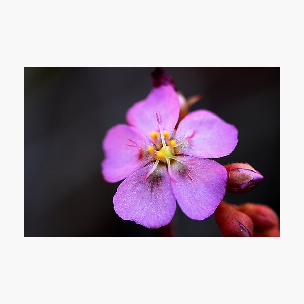 Item preview, Drosera spatulata  designed and sold by andrachne.