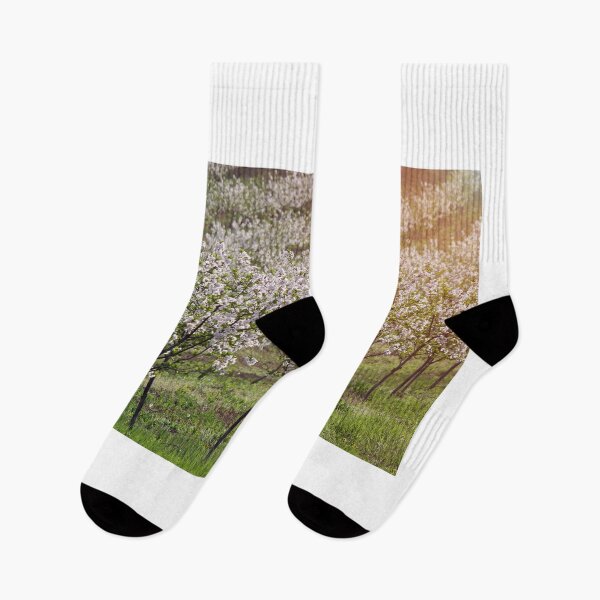 Item preview, cherry orchard in spring landscape agriculture designed and sold by goceris.