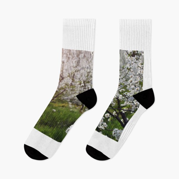 Item preview, cherry orchard in spring season agriculture designed and sold by goceris.
