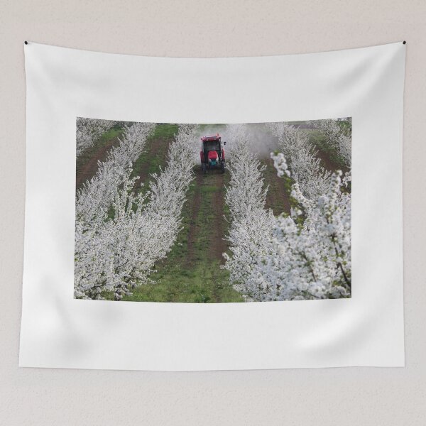 Item preview, tractor sprays insecticide in cherry orchard on the hill designed and sold by goceris.