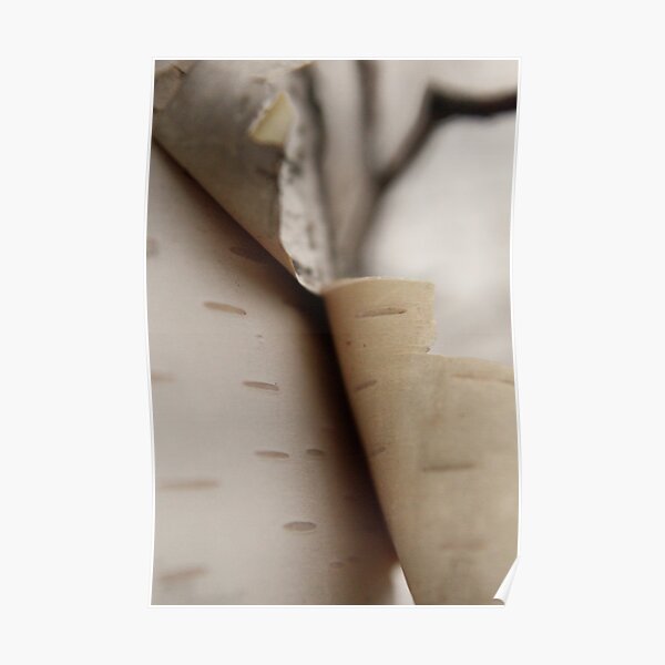 Birch Bark Peeling Poster