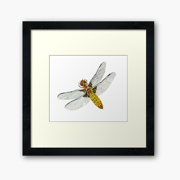 Broad bodied Chaser Dragonfly Insect Watercolor Painting Artwork Framed Art Print