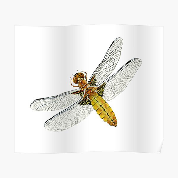 Broad bodied Chaser Dragonfly Insect Watercolor Painting Artwork Poster