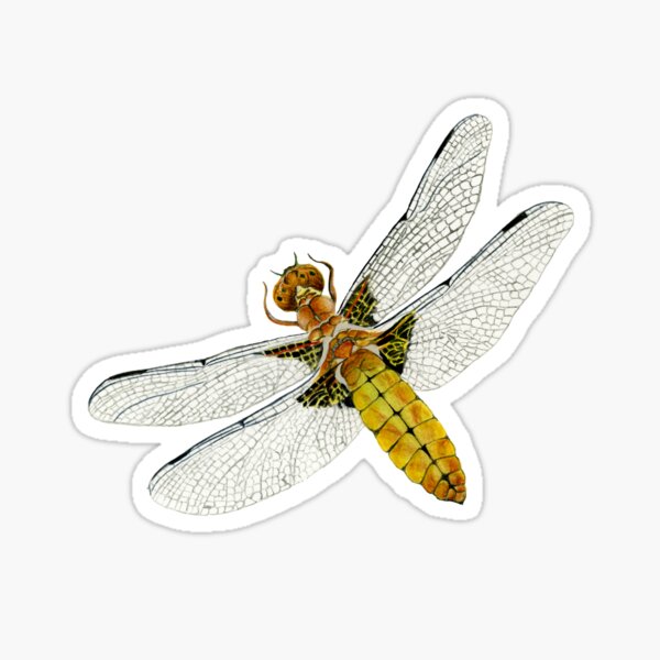 Broad bodied Chaser Dragonfly Insect Watercolor Painting Artwork Sticker