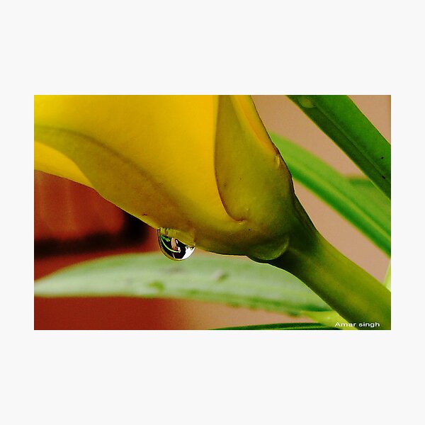 Artikelvorschau, yellow flower with water drop entworfen und verkauft von amar064.