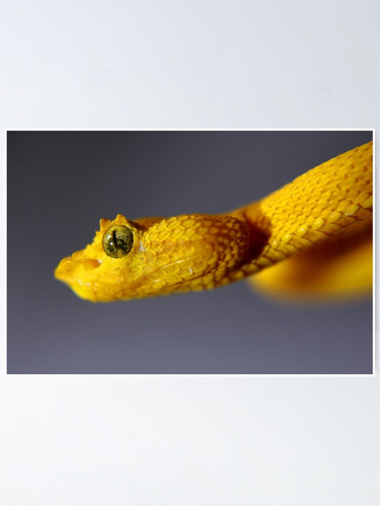Eyelash Viper Poster By Robbielab Redbubble