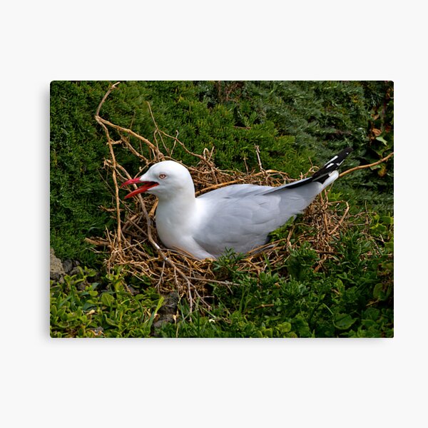 Item preview, Seagull nesting, Phillip Island, Victoria. designed and sold by johnrf.