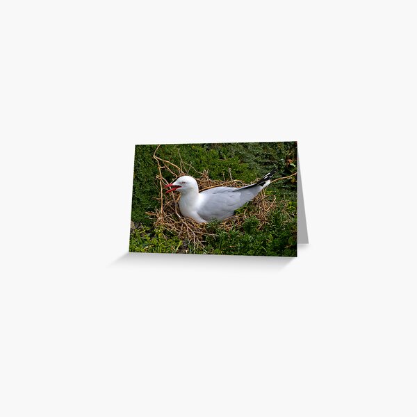 Item preview, Seagull nesting, Phillip Island, Victoria. designed and sold by johnrf.