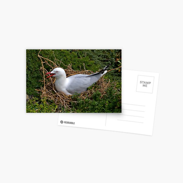Item preview, Seagull nesting, Phillip Island, Victoria. designed and sold by johnrf.