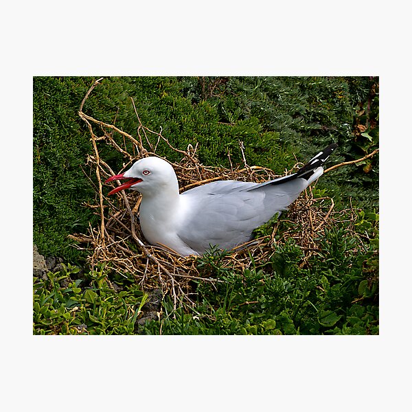 Item preview, Seagull nesting, Phillip Island, Victoria. designed and sold by johnrf.