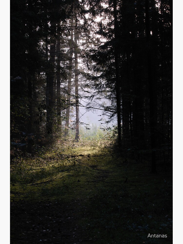 Forest pathway in morning lighting by Antanas
