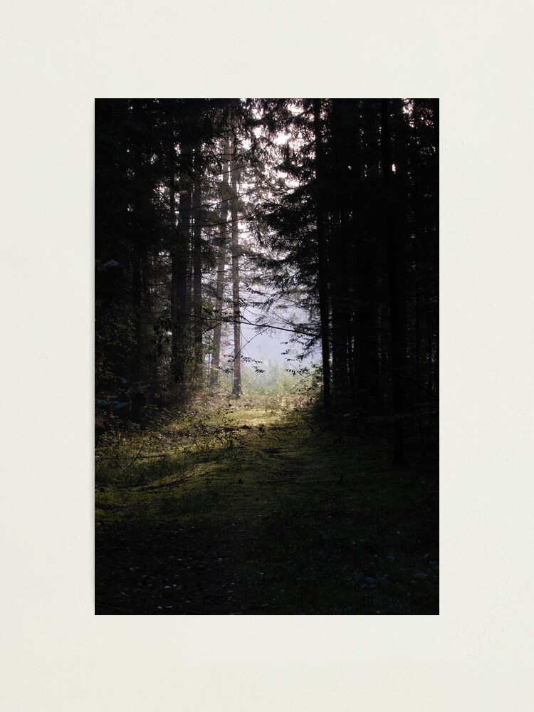 Alternate view of Forest pathway in morning lighting Photographic Print