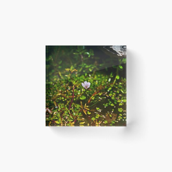 Item preview, A Tiny Pale Purple Pond With Small Ant Inside designed and sold by Jason Gilbert.