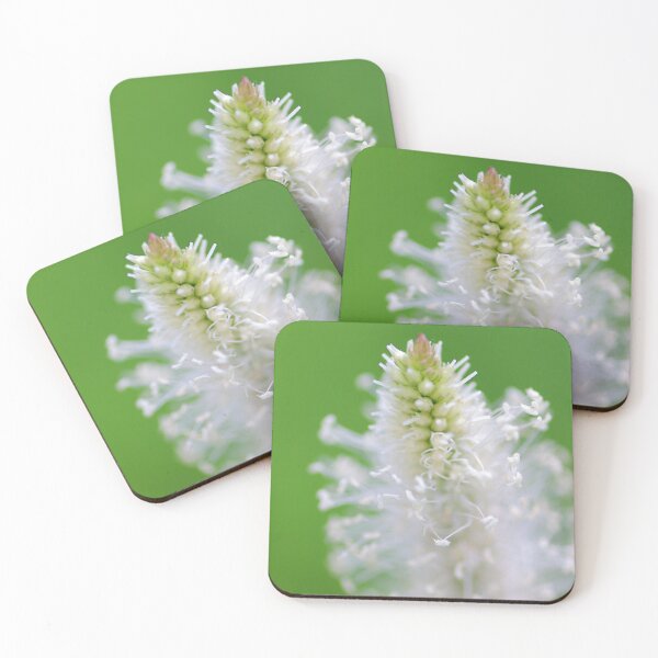 Item preview, Ribwort Plantain flower blossoming designed and sold by Grégory DUBUS.