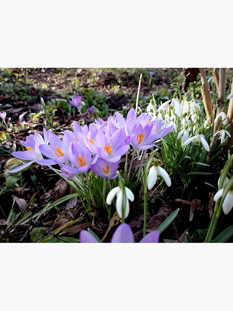 Krokusse mit Schneeglöckchen von Gourmetkater