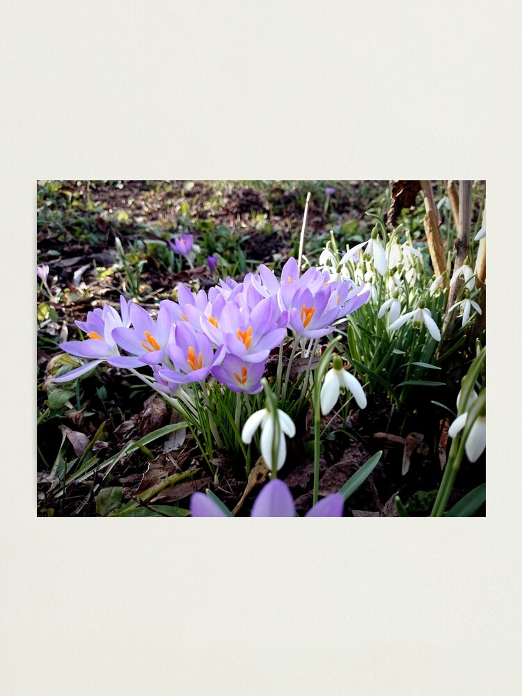 Alternative Ansicht von Krokusse mit Schneeglöckchen Fotodruck