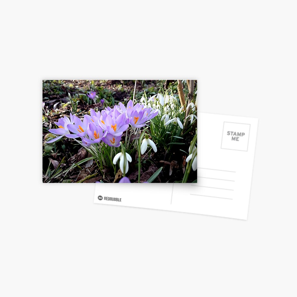 Krokusse mit Schneeglöckchen Postkarte