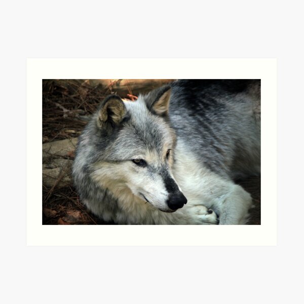 Lupus in tenebris Art Print