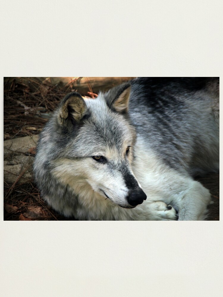 Alternate view of Lupus in tenebris Photographic Print