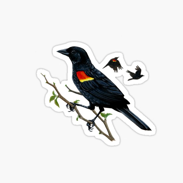 Item preview, Red-Winged Blackbird designed and sold by Savannah Hoskinson.