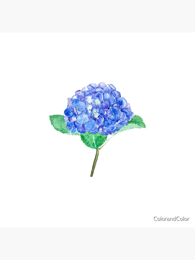 Lámina rígida «hortensia azul púrpura 2020» de ColorandColor | Redbubble