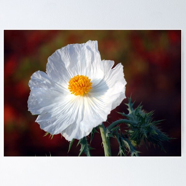 Item preview, White Prickly Poppy designed and sold by Bron Praslicka.