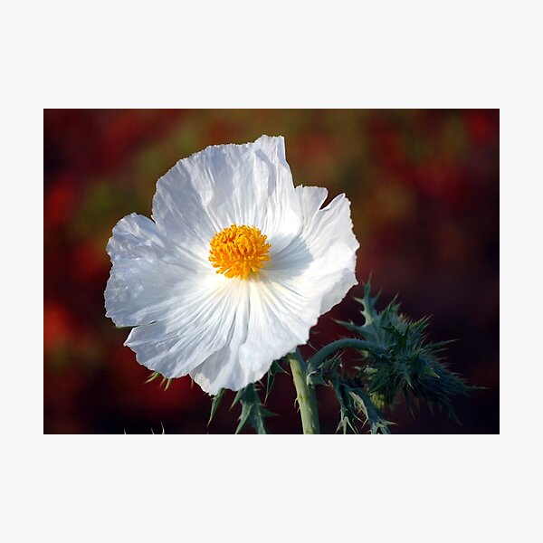 Artikelvorschau, White Prickly Poppy entworfen und verkauft von Bron Praslicka.