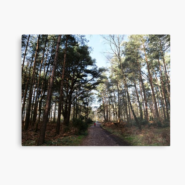 Cycling at Swinley Forest among the woods Metal Print