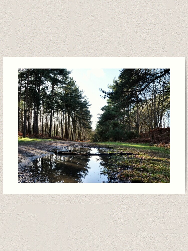 Alternate view of Reflection in Swinley Forest Art Print