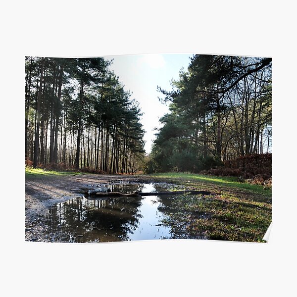 Reflection in Swinley Forest Poster
