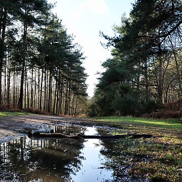 Artwork thumbnail, Reflection in Swinley Forest by santoshputhran